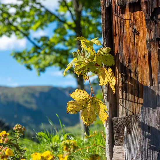 herbststimmung-in-damuels_c_huber-images-damuels-faschina-tourismus.jpg