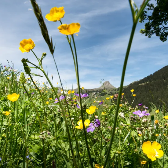 blumenwiese-in-damuels_c_huber-images-damuels-faschina-tourismus_1_.jpg